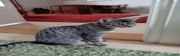Savannah cats for sale: 100% Pedigree F5 TICA Reg Savannah Girl Kitten - Advert 7
