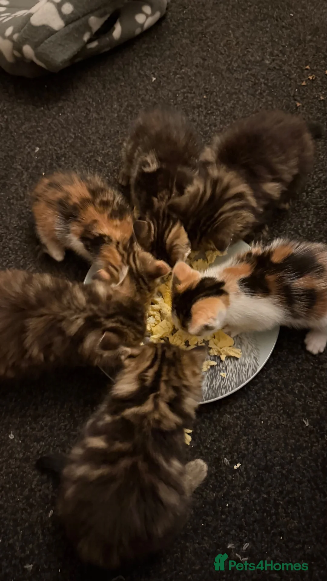 Mixed Breed cats for sale: 4 boy kittens looking for their loving home  - Advert 2