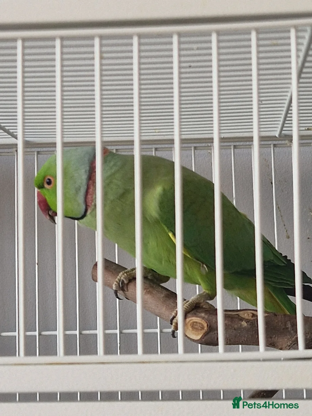 Ringnecks birds for sale: Proven Breeding pair indian ringnecks - Advert 2