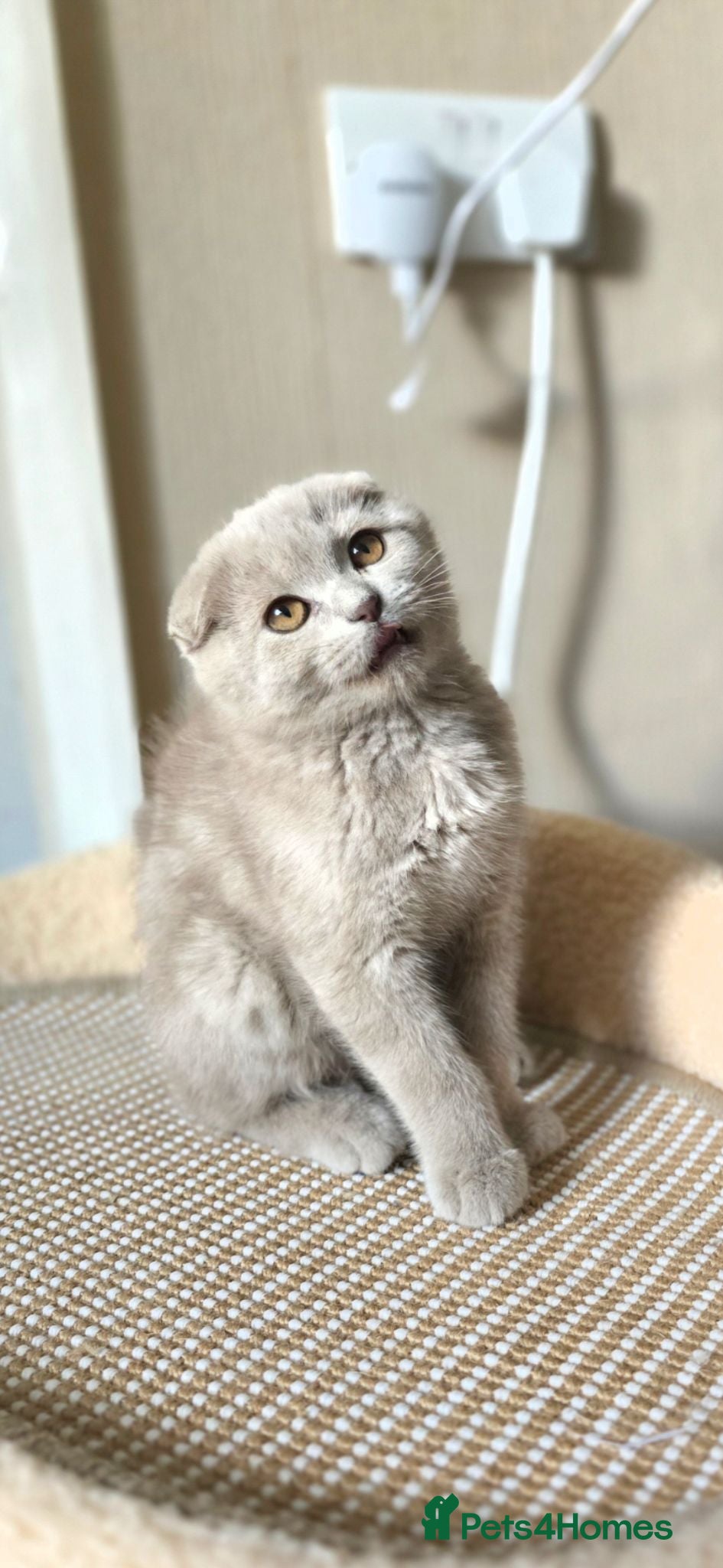 Scottish Fold cats scottish fold lilac and  blue straight female  - Advert 1