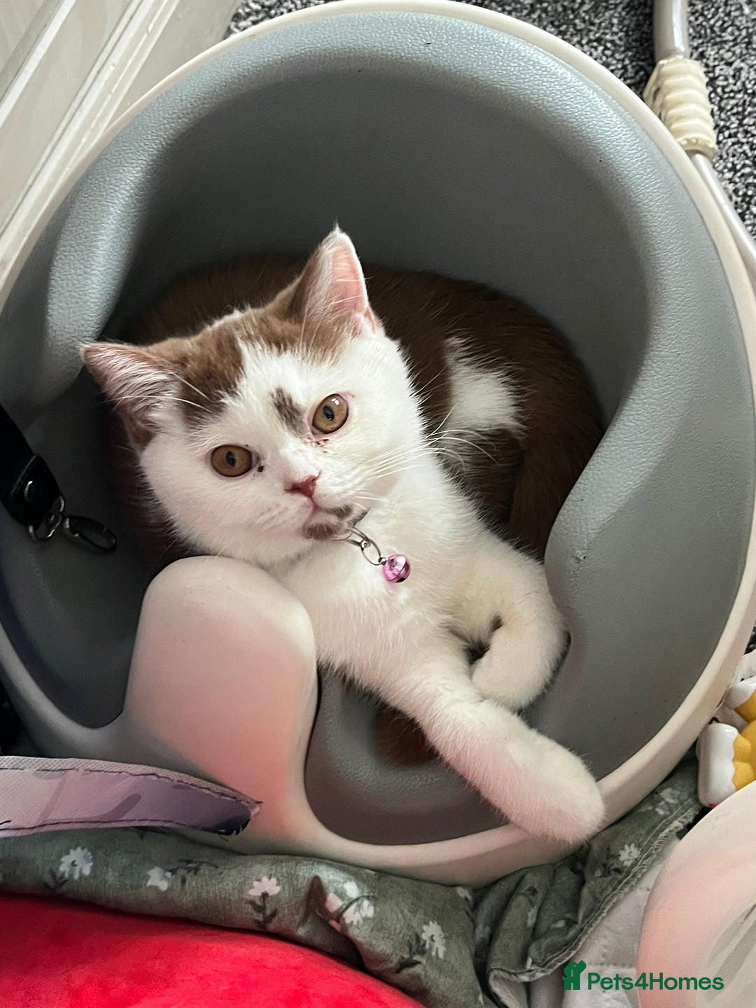 British Shorthair cats for sale: Stunning British shorthair kittens! 1 female left  - Image 4