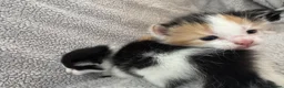 British Longhair cats for sale: Kittens  in Haltwhistle - Advert 17