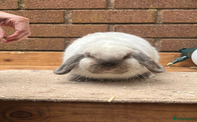 Mini Lop rabbits - Advert 2