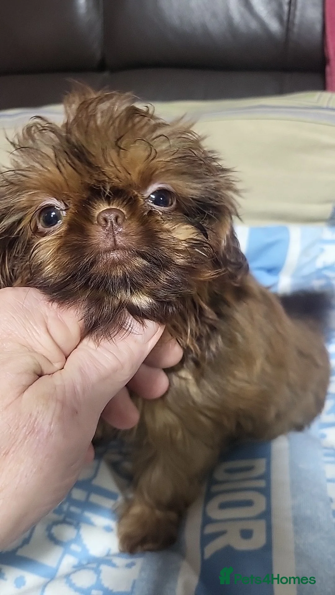 Shih Tzu dogs for sale: shih tzu imperial small girl & boy choc orange  - Advert 7