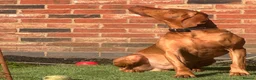 Hungarian Vizsla dogs for stud: KC Registered Hungarian Vizsla Stud - Advert 3