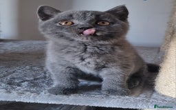 British Shorthair cats for sale: Tica Registered Blue British Shorthair kittens - Image 7