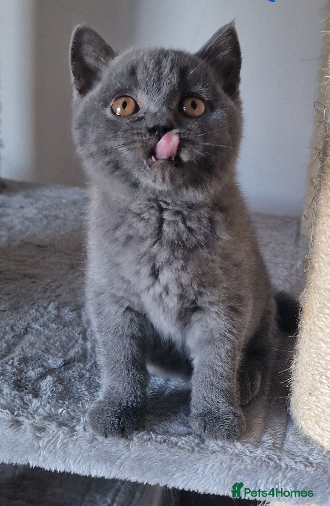 British Shorthair cats for sale: Tica Registered Blue British Shorthair kittens - Image 7