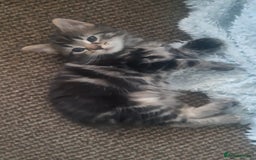 Mixed Breed cats for sale: Mollie and blackie  - Image 2