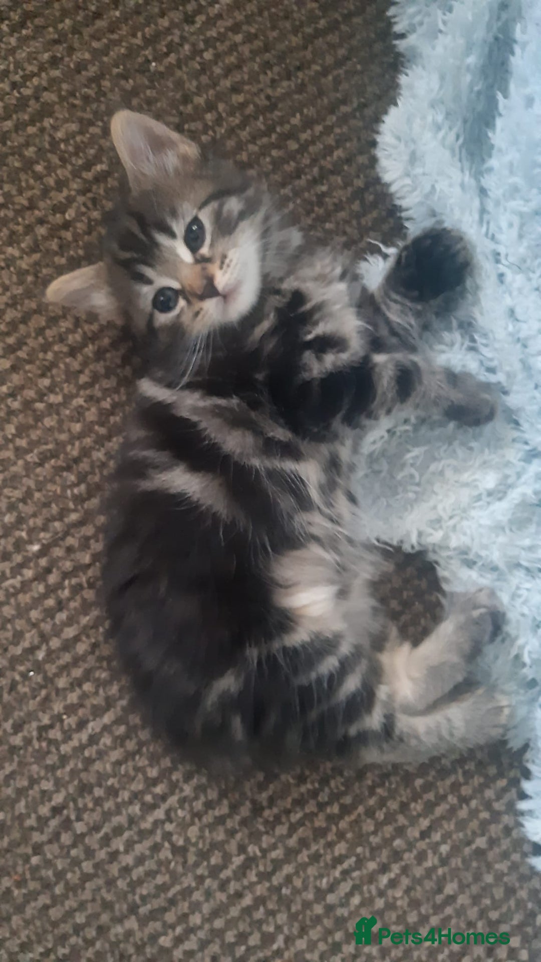 Mixed Breed cats for sale: Mollie and blackie  - Image 2