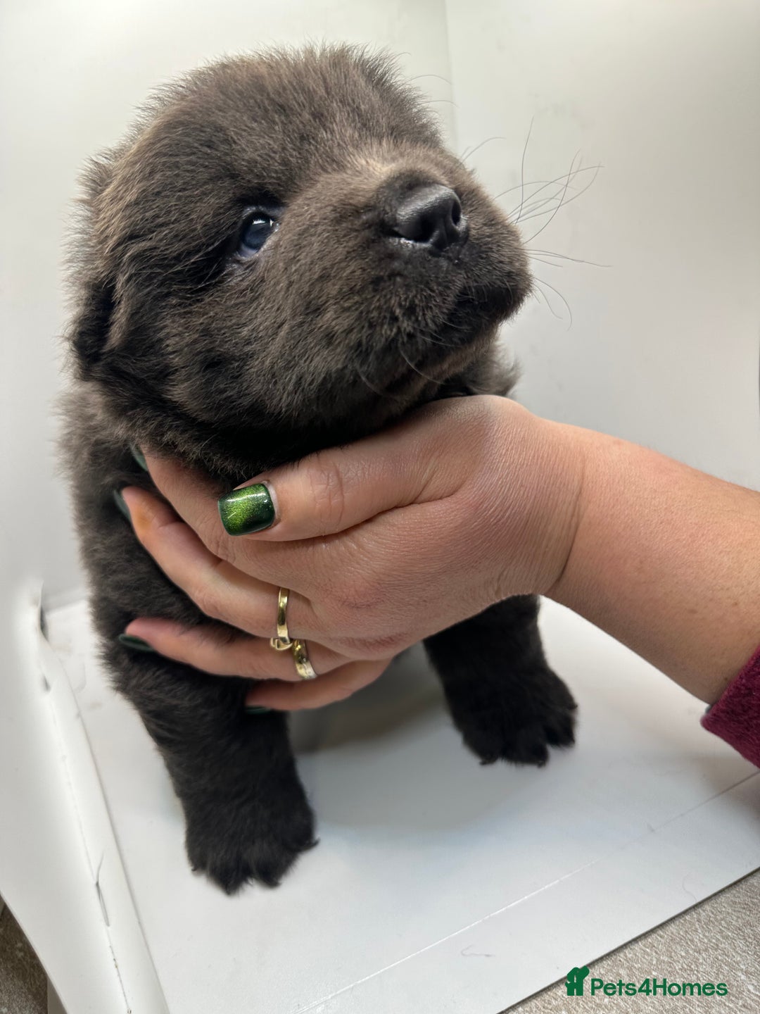 Chow Chow dogs for sale: Merle chow chow  - Advert 12