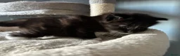 Mixed Breed cats for sale: Long‑Haired Ragdoll Cross Tortoiseshell Kittens - Advert 5