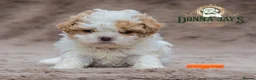 Shihpoo dogs for sale: DonnaJays something truly special 🌟🌟🌟🌟🌟 - Advert 1