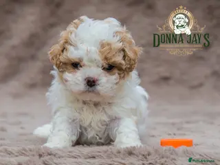 Shihpoo dogs for sale: DonnaJays something truly special ๐๐๐๐๐ - Advert 2