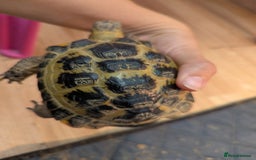 Tortoise reptiles for sale: Male horsfield tortoise. Very friendly! - Image 6