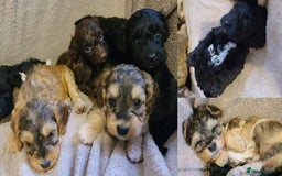 Cockapoo dogs for sale: Super Socialised F1 Cockapoo Puppies. DNA TESTED.  - Image 1