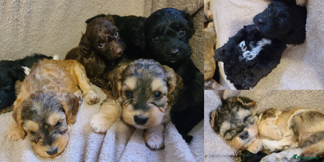 Cockapoo dogs for sale: Super Socialised F1 Cockapoo Puppies. DNA TESTED.  - Image 1