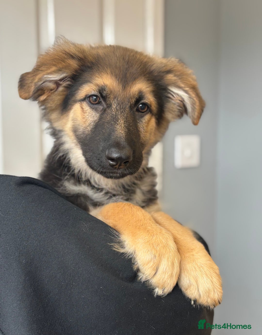 German Shepherd dogs for sale: Female German Shepherd  - Image 2