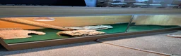 Bearded Dragon reptiles for sale: Female Bearded Dragon and Enclosure  - Advert 7