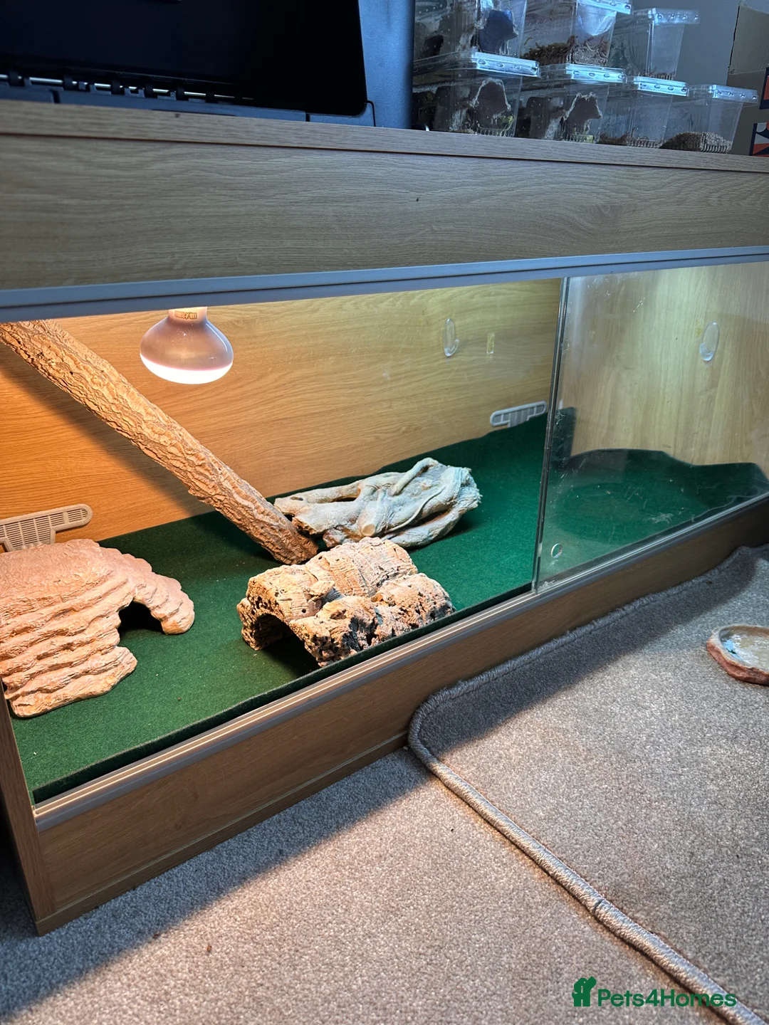 Bearded Dragon reptiles for sale: Female Bearded Dragon and Enclosure  - Advert 7
