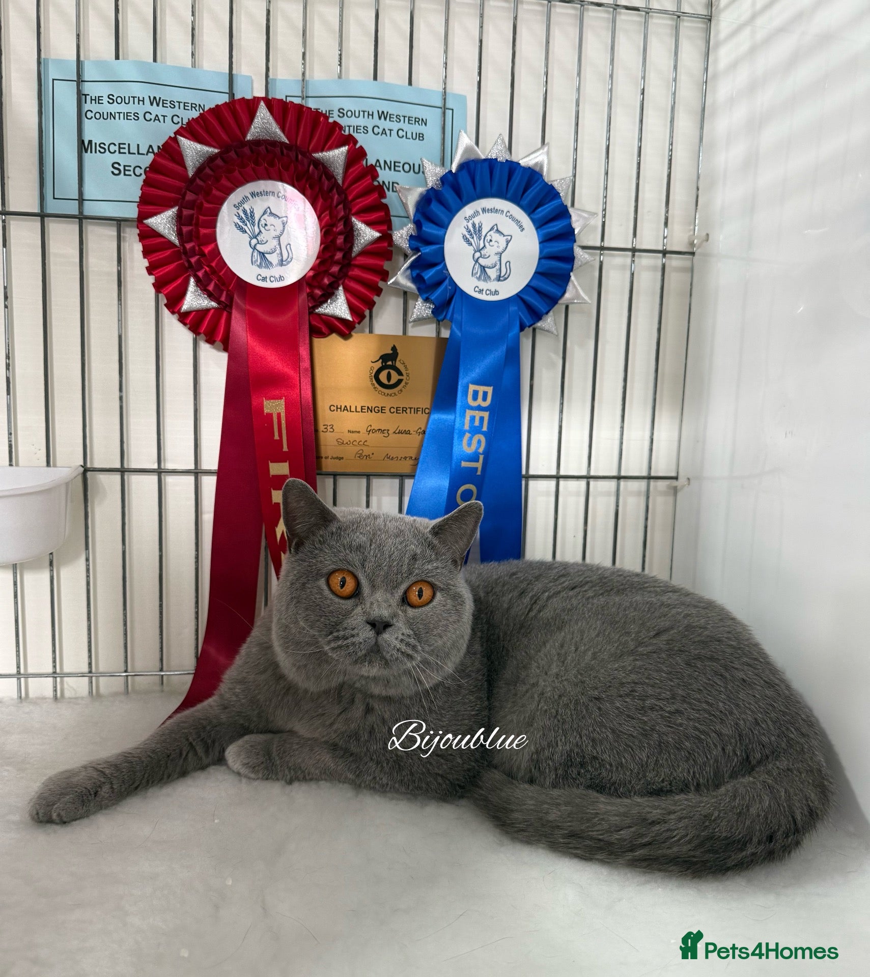 British Shorthair cats Blue Polish Import For Stud - Advert 1
