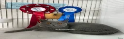 British Shorthair cats for stud: Blue Polish Import For Stud - Advert 2