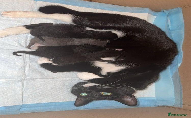 Bombay cats - Advert 1