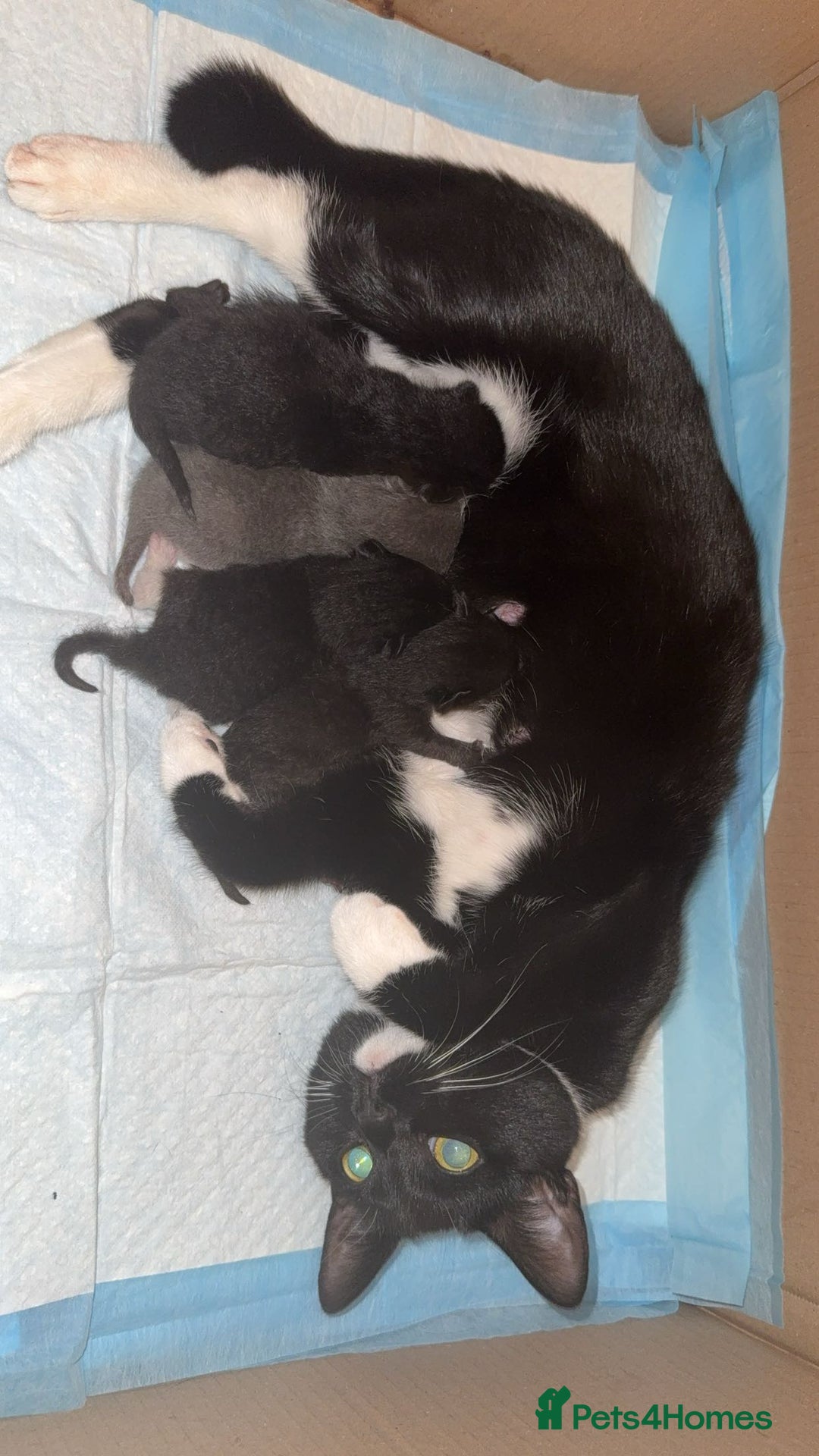 Bombay cats for sale: kittens, 2 left. - Image 1