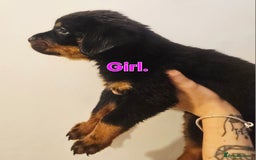 Rottweiler dogs for sale: READY NOW- Beautiful Rottweiler Puppies - Image 29