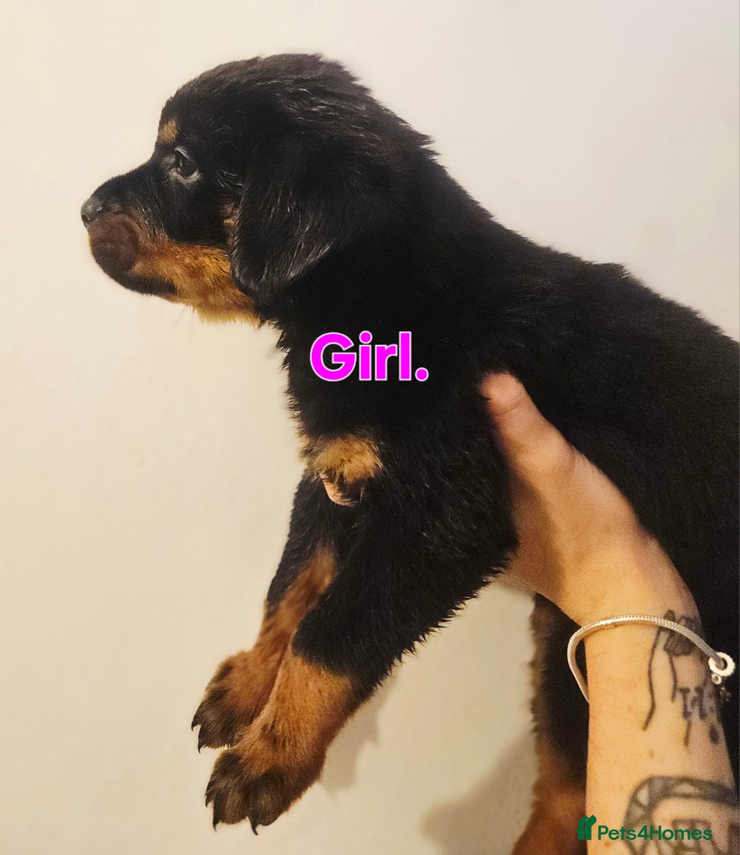 Rottweiler dogs for sale: READY NOW- Beautiful Rottweiler Puppies - Image 29