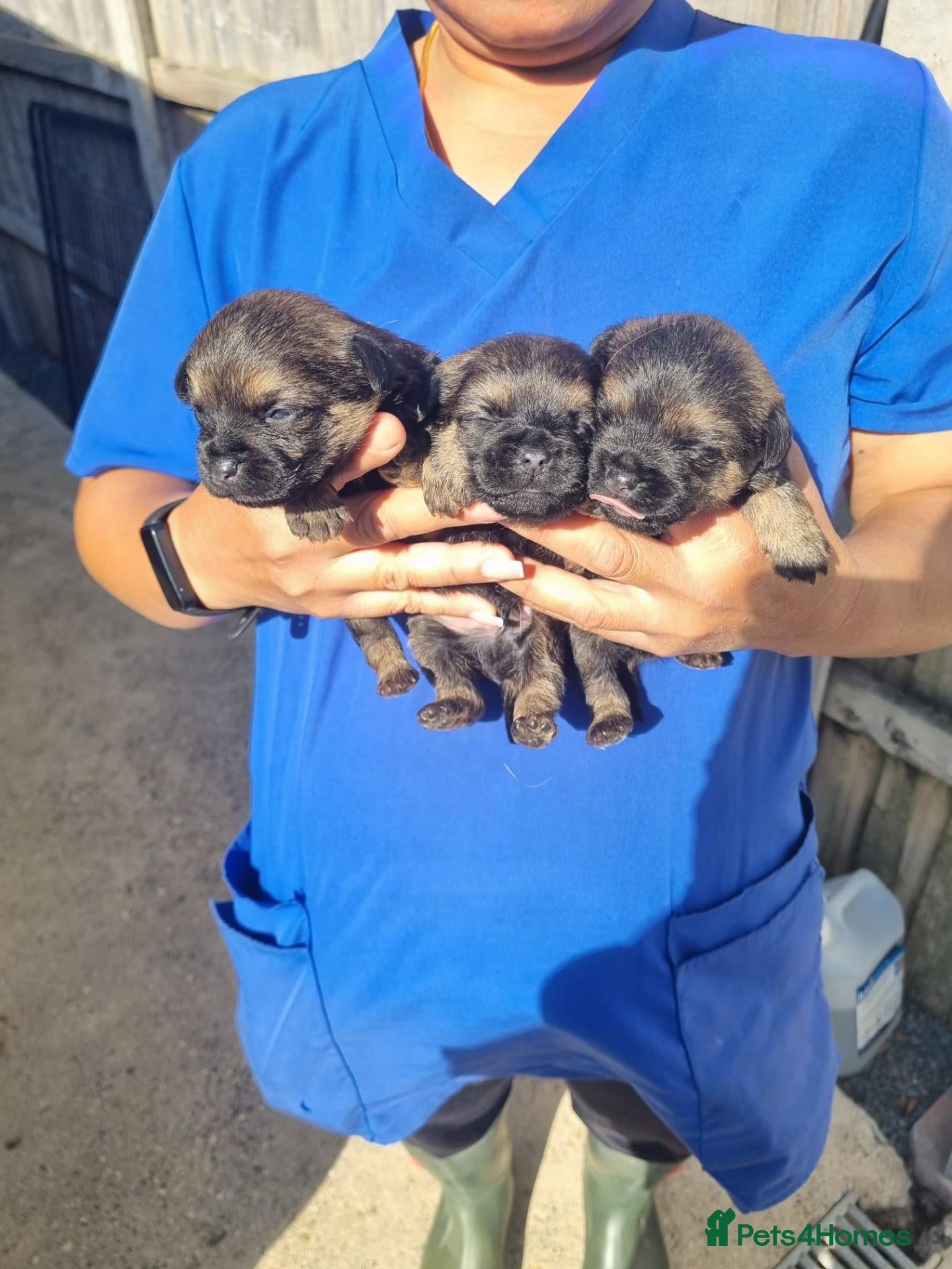 Border Terrier dogs Border Terrier Puppies  - Advert 2