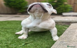 French Bulldog dogs for sale: French bulldog platinum female in Romford - Image 5