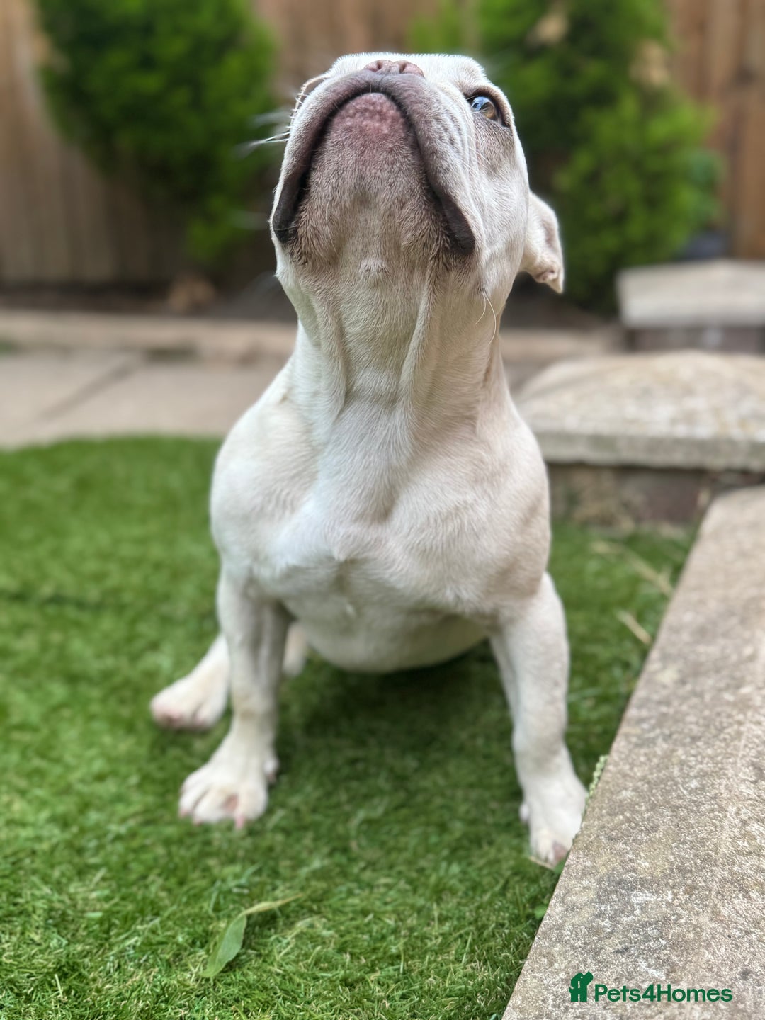 French Bulldog dogs for sale: French bulldog platinum female in Romford - Image 5