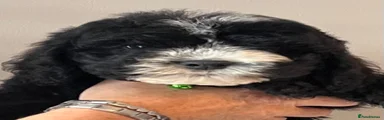 Cockapoo 2