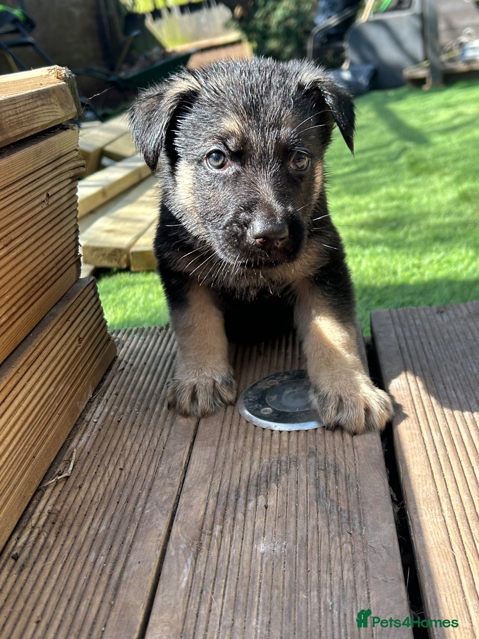 Sheprador dogs Labrador x German shepherd  - Advert 2