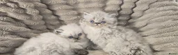 Persian cats for sale: Purebred Persian Kittens for Sale  - Advert 10