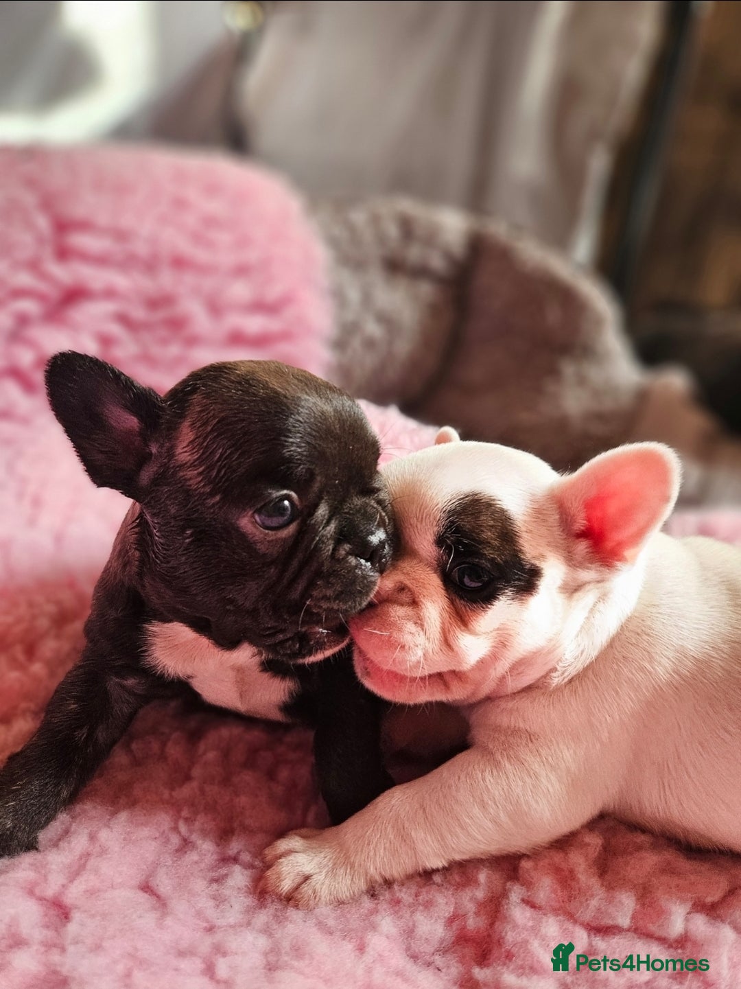 French Bulldog dogs for sale: French Bulldog looking for a loving home ❤️ - Image 5