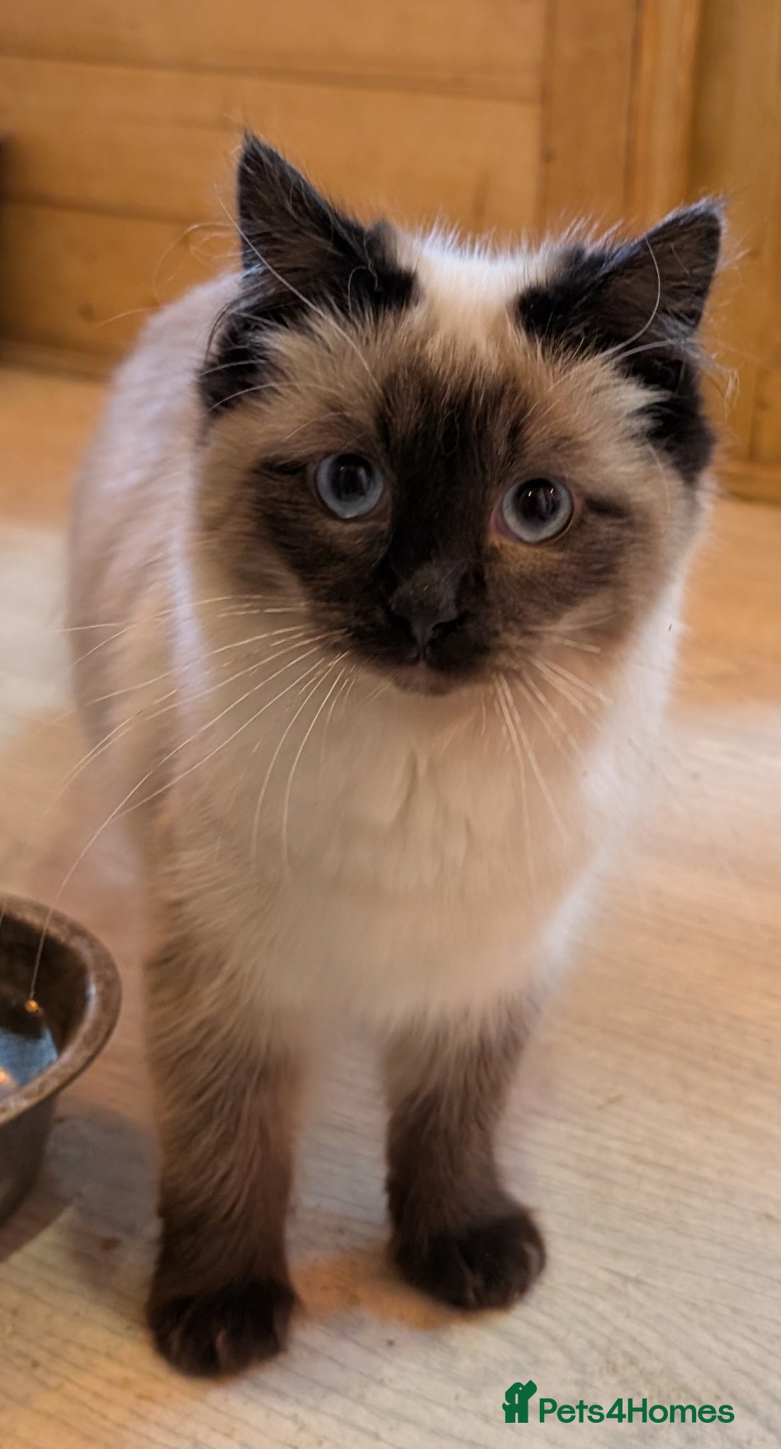 Ragdoll cats for sale: Ragdoll kittens - Advert 3