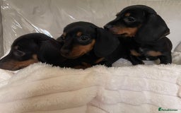 Miniature Dachshund dogs for sale: 💙Miniature dachshund puppies💝 - Image 1