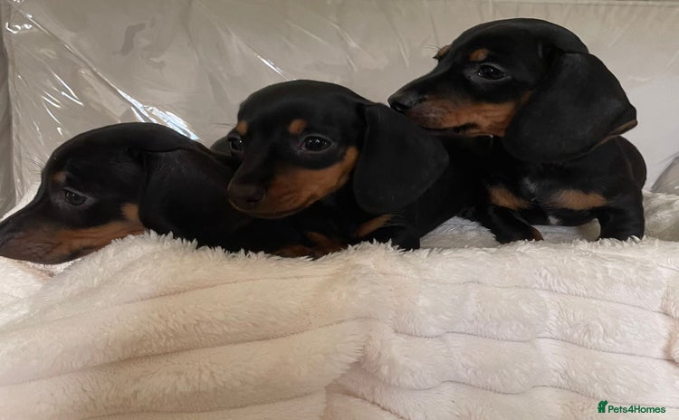 Miniature Dachshund dogs - Advert 10