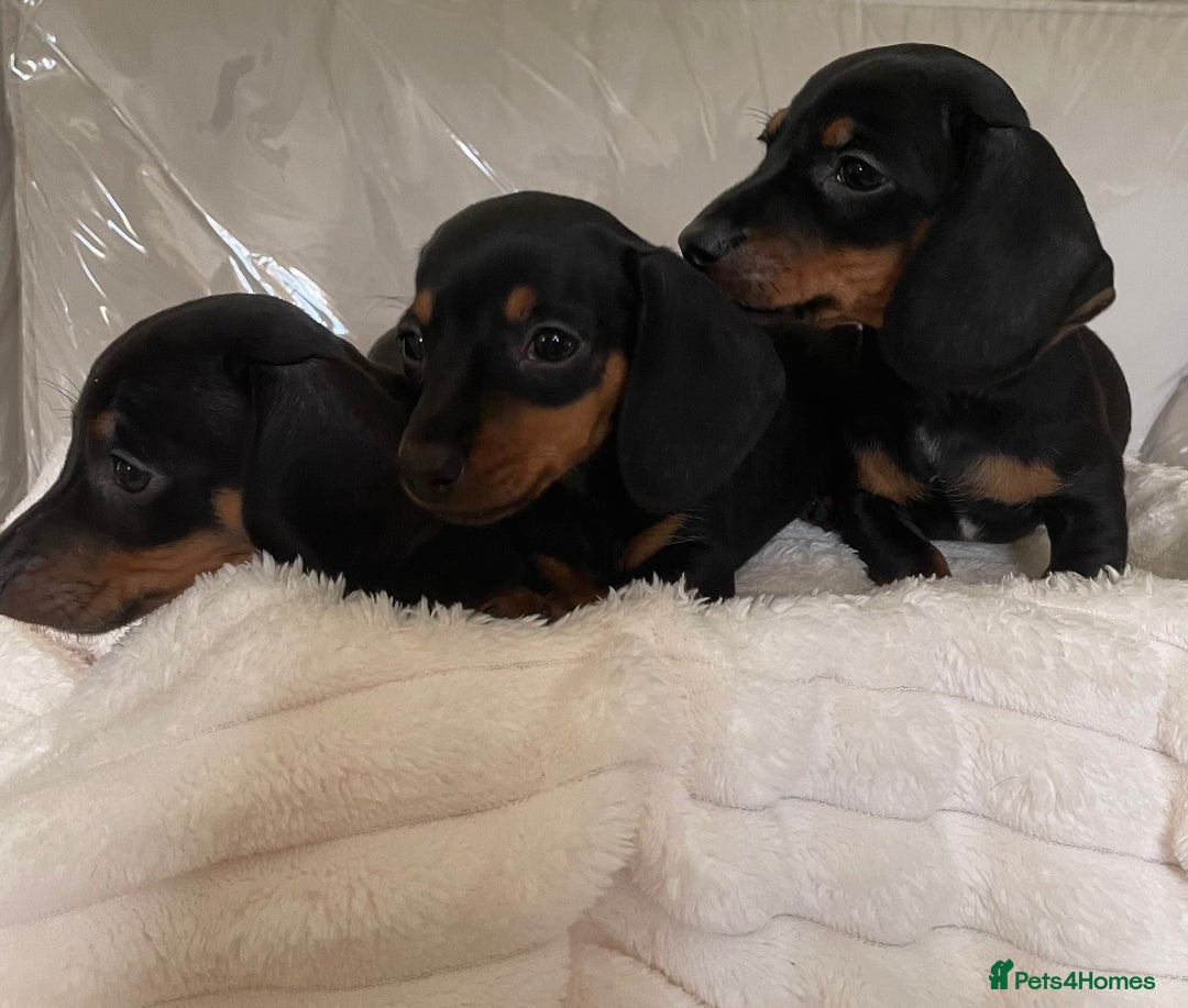 Miniature Dachshund dogs for sale: 💙Miniature dachshund puppies💝 - Image 1