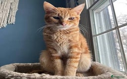 Mixed Breed cats for sale: Bonded pair of kittens  - Image 4