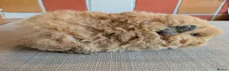 Guinea Pig rodents for sale: Gorgeous alpaca boys looking for their 5* home - Advert 3