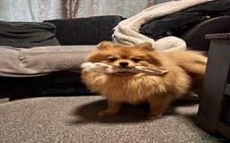Pomeranian dogs for sale: 1 year old Pomeranian for sale  - Image 6