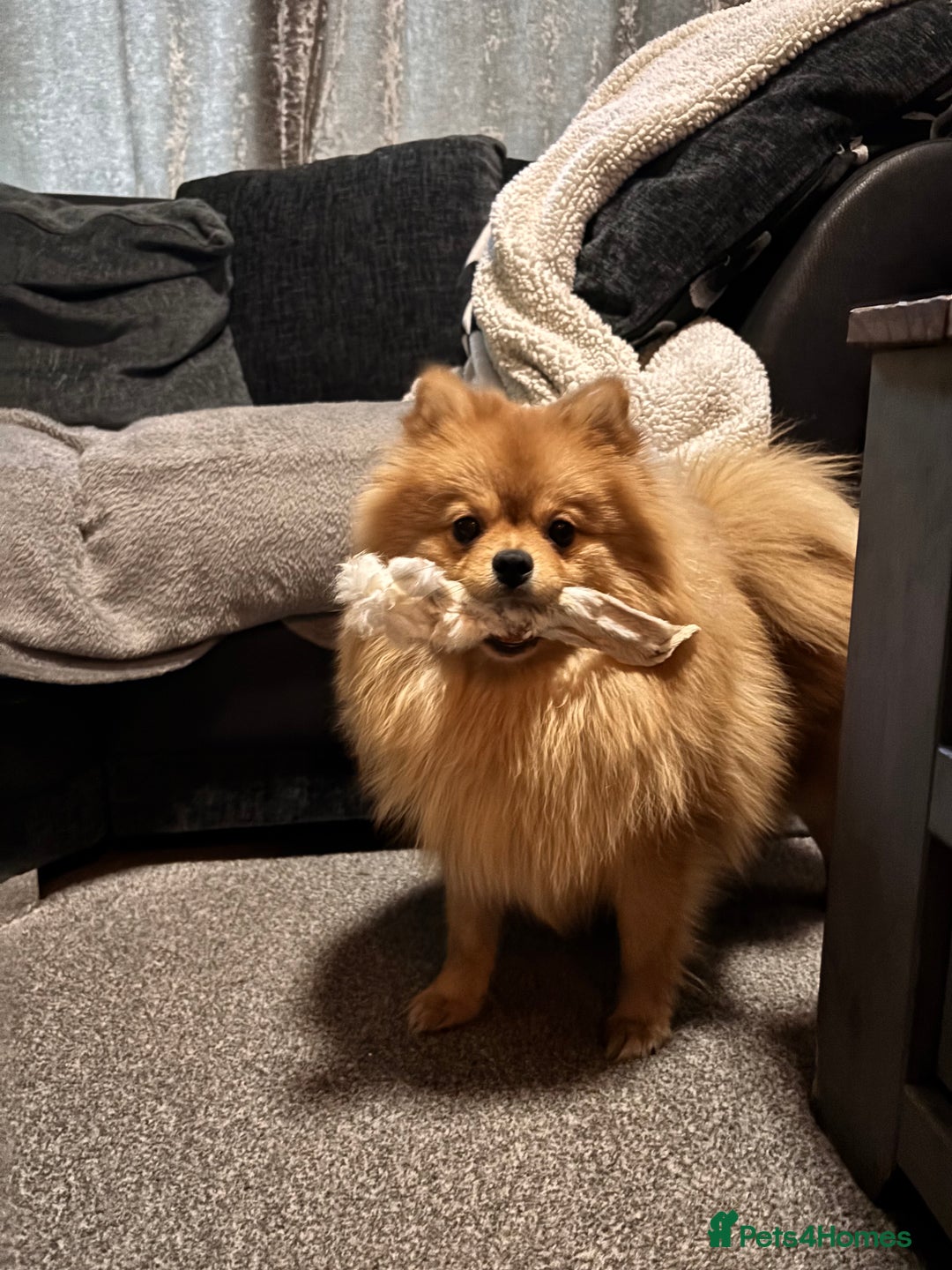 Pomeranian dogs for sale: 1 year old Pomeranian for sale  - Image 6