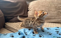 Bengal cats for sale: TICA Bengal kittens for sale . 🐱 - Image 17