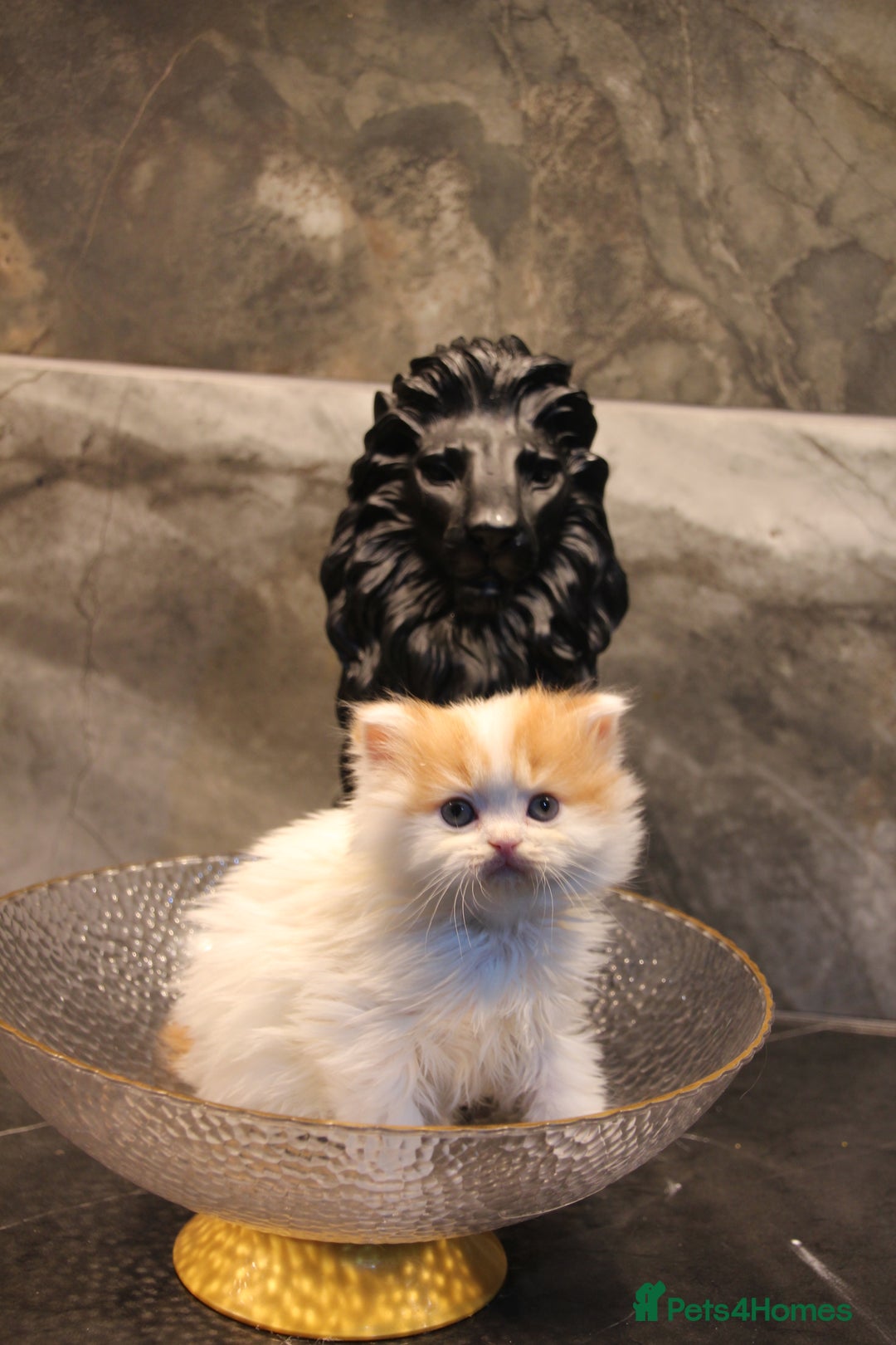 Scottish Fold cats for sale: 3 Beautiful kitten await you - Advert 5