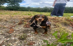 Cocker Spaniel dogs for sale: Beautiful KC reg Cocker Spaniel Pups - Image 21