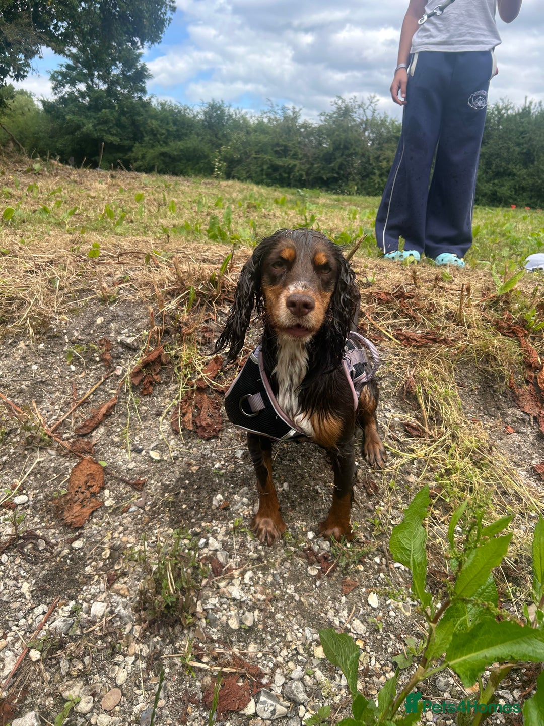 Cocker Spaniel dogs for sale: Beautiful KC reg Cocker Spaniel Pups - Image 21