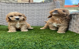 Cockapoo dogs for sale: F1 pra clear Cockapoos  - Advert 18
