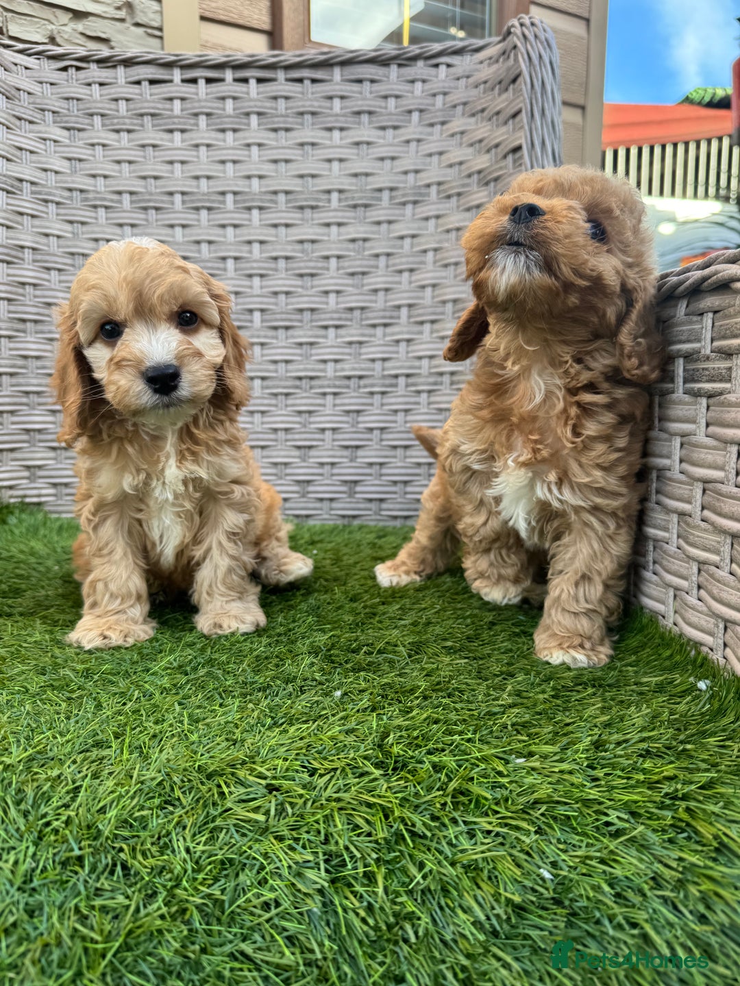 Cockapoo dogs for sale: F1 pra clear Cockapoos  - Advert 18